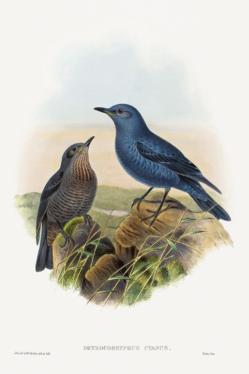 Picture of PETROCOSSYPHUS CYANUS-BLUE ROCKTHRUSH