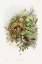 Picture of PASSER DOMESTICUS-HOUSE SPARROW