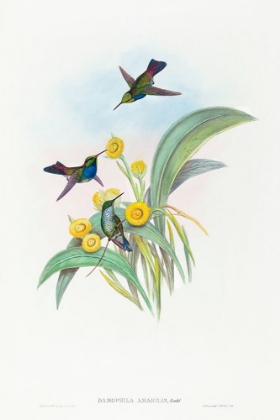 Picture of DAMOPHILA AMABILIS-BLUE-BREASTED HUMMINGBIRD