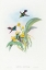 Picture of DAMOPHILA AMABILIS-BLUE-BREASTED HUMMINGBIRD