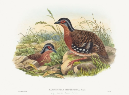 Picture of RUFOUS-BREASTED BAMBOO PARTRIDGE-BAMBUSICOLA HYPERYTHRA
