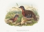 Picture of RUFOUS-BREASTED BAMBOO PARTRIDGE-BAMBUSICOLA HYPERYTHRA