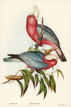 Picture of CACATUA EOS-ROSE-BREASTED COCKATOO