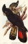Picture of BANKSIAN COCKATOO-CALYPTORHYNCHUS BANKSII
