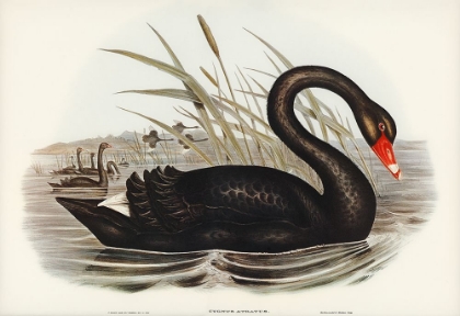 Picture of BLACK SWAN-CYGNUS ATRATUS