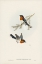 Picture of WHITE-BELLIED FLYCATCHER-MONARCHA ALBIVENTRIS