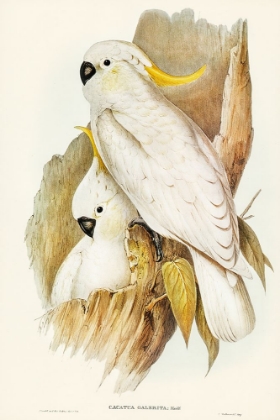 Picture of CRESTED COCKATOO-CACATUA GALERITA