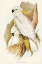 Picture of CRESTED COCKATOO-CACATUA GALERITA