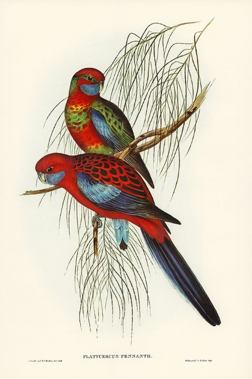 Picture of PENNANTS PARAKEET-PLATYCERCUS PENNANTII