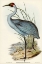 Picture of AUSTRALIAN CRANE-GRUS AUSTRALASIANUS