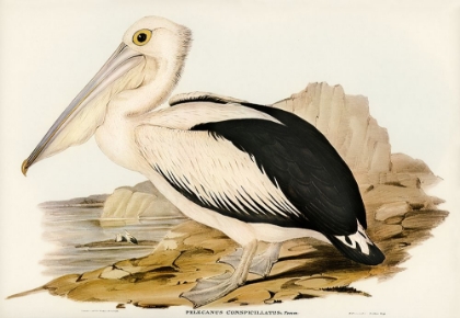 Picture of AUSTRALIAN PELICAN-PELECANUS CONSPICILLATUS