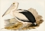 Picture of AUSTRALIAN PELICAN-PELECANUS CONSPICILLATUS