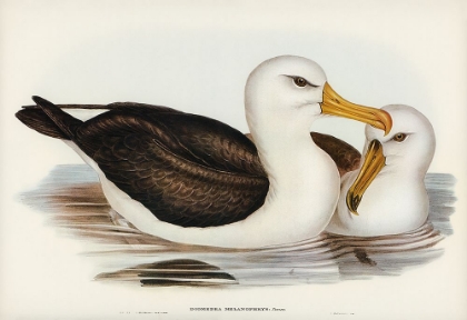 Picture of BLACK-EYEBROWED ALBATROS-DIOMEDEA MELANOPHRYS