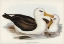 Picture of BLACK-EYEBROWED ALBATROS-DIOMEDEA MELANOPHRYS