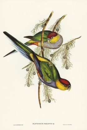 Picture of RED-CAPPED PARAKEET-PLATYCERCUS PILEATUS