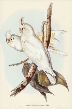 Picture of BLOOD-STAINED COCKATOO-CACATUA SANGUINCA