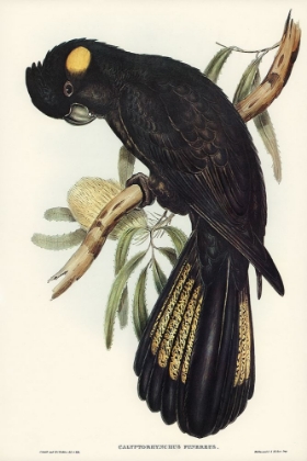 Picture of FUNEREAL COCKATOO-CALYPTORHYNCHUS FUNEREUS
