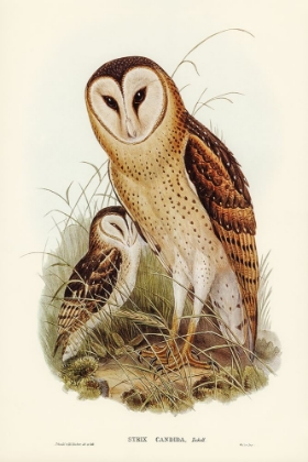 Picture of GRASS-OWL-STRIX CANDIDA