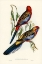 Picture of ADELAIDE PARAKEET-PLATYCERCUS ADELAIDIAE
