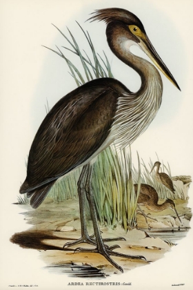 Picture of GREAT-BILLED HERON-ARDEA RECTIROSTRIS