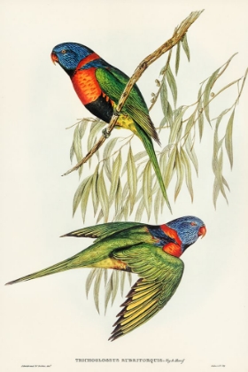 Picture of RED-COLLARED LORIKEET-TRICHOGLOSSUS RUBRITORQUIS