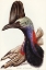 Picture of AUSTRALIAN CASSOWARY-CASUARIUS AUSTRALIS