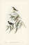 Picture of YELLOW-RUMPED PARDALOTE-PARDALOTUS XANTHOPYGIUS