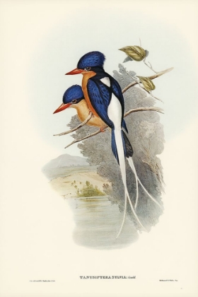 Picture of WHITE-TAILED TANYSIPTERA-TANYSIPTERA SYLVIA