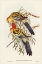 Picture of SPLENDID PARAKEET-PLATYCERCUS SPLENDIDUS