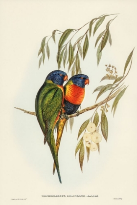 Picture of SWAINSONS LORIKEET-TRICHOGLOSSUS SWAINSONII