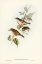 Picture of WHITE-BREASTED ZOSTEROPS-ZOSTEROPS ALBOGULARIS