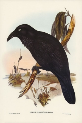 Picture of WHITE-EYED CROW-CORVUS CORONOIDES