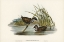 Picture of SPOTTED WATER CRAKE-PORZANA FLUMINEA