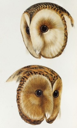 Picture of MASKED BARN OWL AND TASMANIAN MASKED OWL