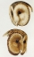 Picture of MASKED BARN OWL AND TASMANIAN MASKED OWL