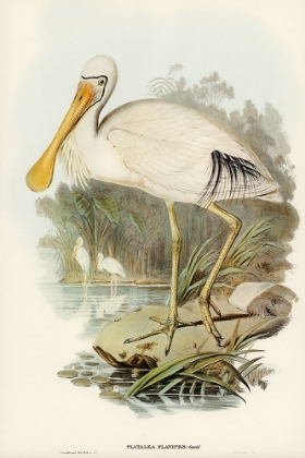 Picture of YELLOW-LEGGED SPOONBILL-PLATALEA FLAVIPES
