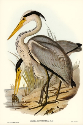 Picture of GREAT GREY HERON-ARDEA LEUCOPHAEA