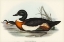 Picture of CHESNUT-COLOURED SHIELDRAKE-CASARCA TADORNOIDES