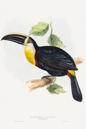 Picture of OSCULANT TOUCAN-RAMPHASTOS OSCULANS
