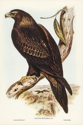 Picture of WEDGE-TAILED EAGLE-AQUILA FOCOSA