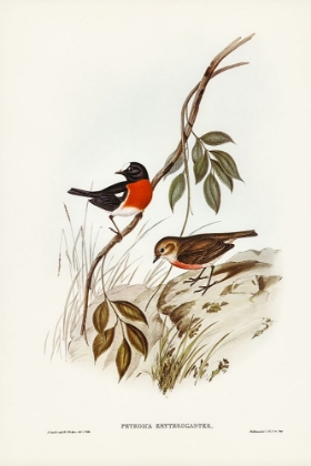 Picture of NORFOLK ISLAND ROBIN-PETROICA ERYTHROGASTRA