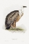 Picture of GRIFFON VULTURE