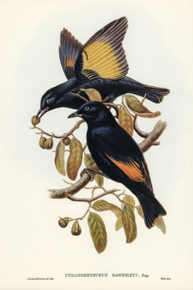 Picture of RAWNSLEYS BOWER-BIRD-PTILONORHYNCHUS RAWNSLEYI