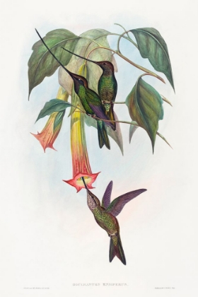 Picture of DOCIMASTES ENSIFERUS-SWORD-BILLED HUMMINGBIRD