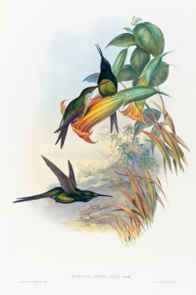 Picture of EUGENIA IMPERATRIX-EMPRESS HUMMINGBIRD