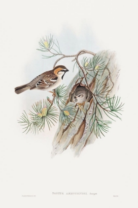 Picture of PASSER AMMODENDRI-SEVERTZOW-TURKESTAN SPARROW