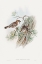 Picture of PASSER AMMODENDRI-SEVERTZOW-TURKESTAN SPARROW