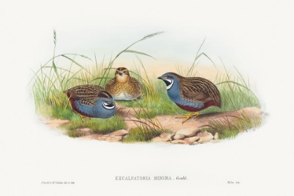 Picture of EXCALFTORIA MINIMA-BLUE-BREASTED QUAIL