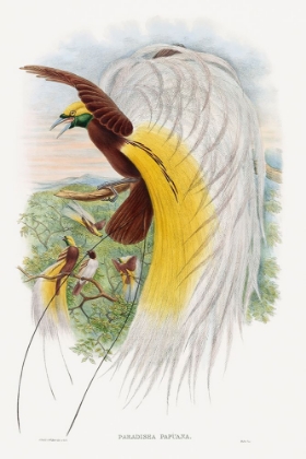 Picture of PARADISEA PAPUANA-PAPUANA BIRD OF PARADISE