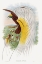 Picture of PARADISEA PAPUANA-PAPUANA BIRD OF PARADISE